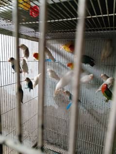Colour Birds. .