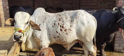 Mian Cattle Farm