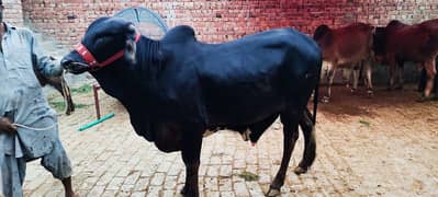 Qurabni k wachy | BULL | 2 Dant wachy | Cow | buffalo