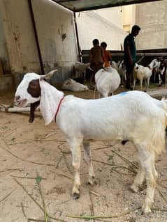 Bakary available for sell