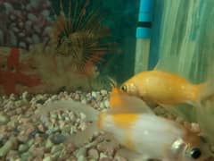 fish.