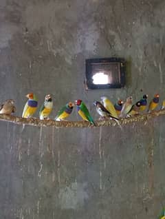 Gouldian