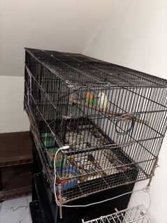 1 pair / 2 iron cages / one box / 4 eggs