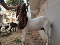 Khassi Bakray For Qurbani