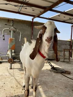 Kamori Aando Bakra