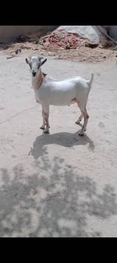 For Qurbani Lover 2 Dant Khassi Meat weight 13kg location karachi