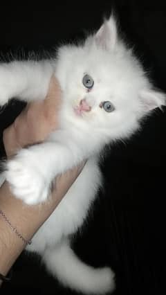 Persian kittens