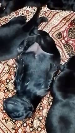 black lab high quality strong bloodline