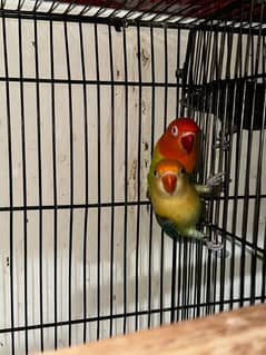 Top quality breeder lovebirds for sale