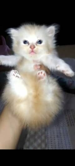 persion kitten