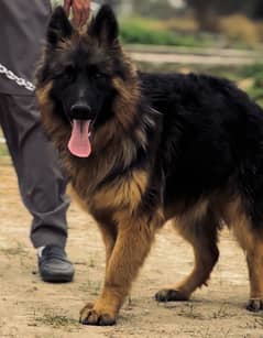 German