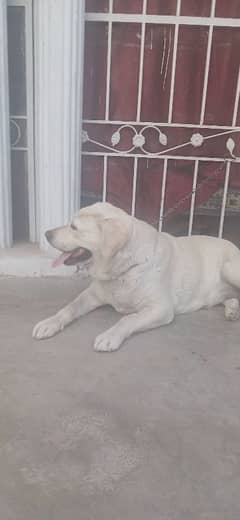 British golden labrador female