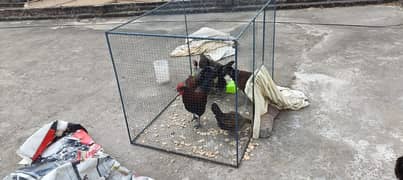 Long  Iron Cage Hen Murgi pinjra Parrot For 10 hens rabits 4x5x4
