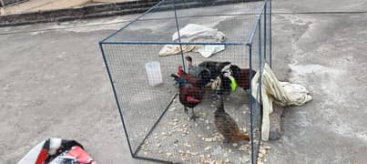 pinjra Parrot For 10 hens rabits 4x5x4 Iron Cage Hen Murgi