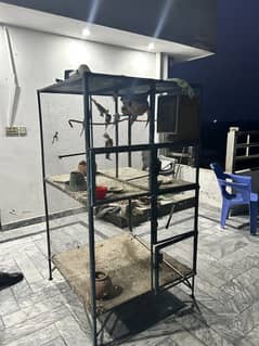 Parrots cage