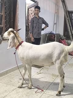 Desi