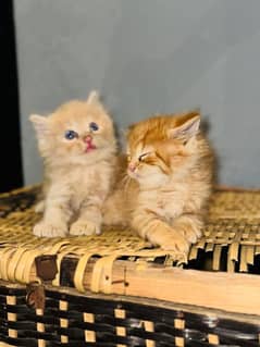 Adorable Persian kittys for sale(tripple coated)