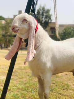 Rajan puri gulabi bakra