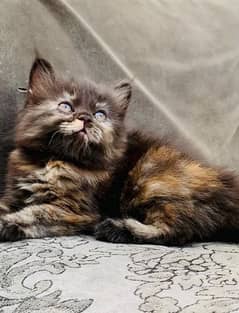 kitten