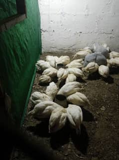 layer chicks