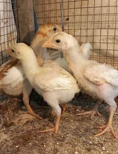 Pure Pakistani Aseel chicks 03204143422
