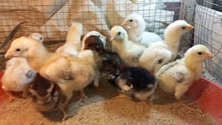 Pure Pakistani Aseel chicks 03204143422