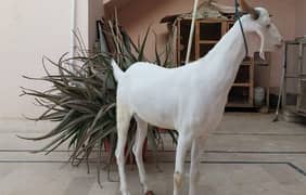 Tapra bakra