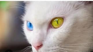 Parshain Cat | Triple Coted | Watsapp = 0330 9281758