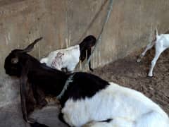 bakri for sale