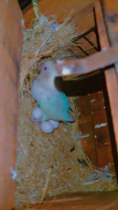 love bird breeder quality setup for sale
