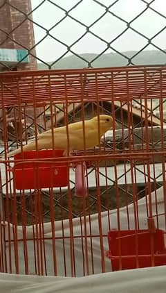 Canary Male