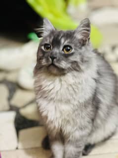 Grey Perisan kitten for sale