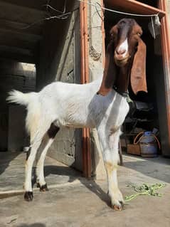 ranjahnpuri Bakra. . . kamori Bakra 2 dant ghr ka pala Howa