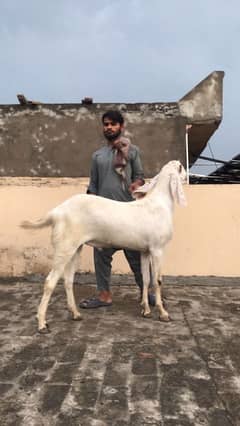 rajanpuri bakray for qurbani lovers