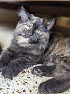 Persian female kitten