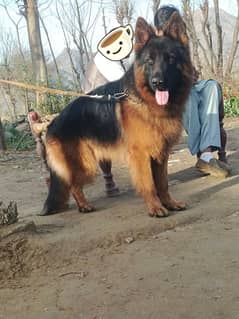 topline show high class quality gsd proper long coat male for sale
