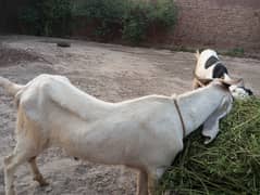 Donday bakray for Eid