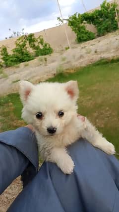 Chinaki Pet