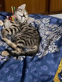 Kitten for adoption