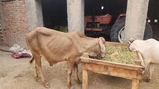 cattle farming
