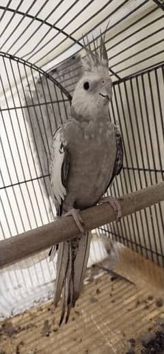 cocktail pair gray and pied