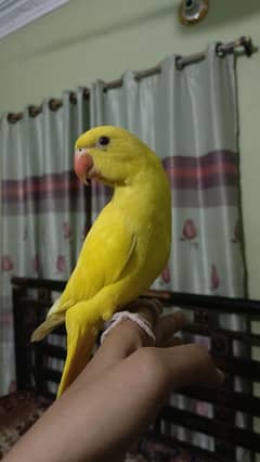 Yellow Ringneck Good Quality