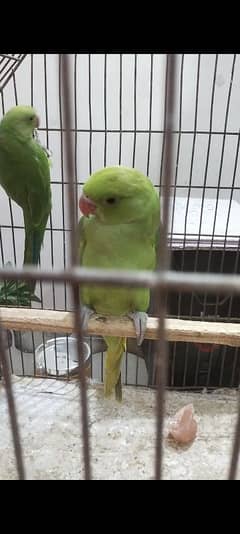 2 parrot
