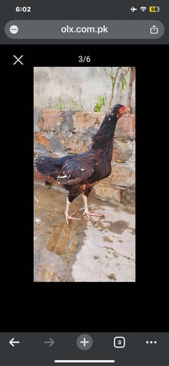 2 White Hen Ege Laying 1 Aseel Mianwali Karock