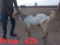 2 daant for Qurbani