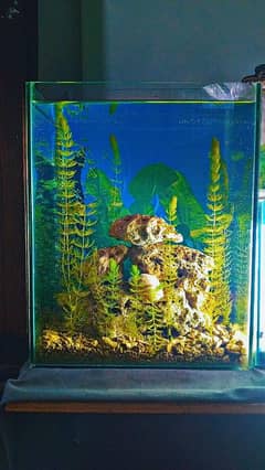 planted tank aquarium