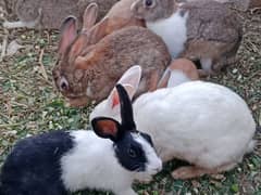 Rabbits for sale