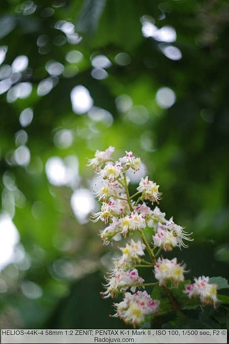 Helios 44--2 58mm f2 Swirly Bokeh Russian manual lens for All Cameras 4