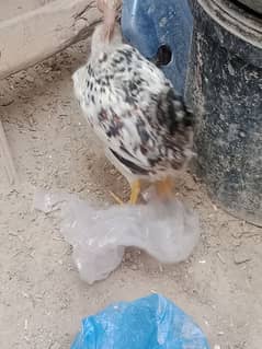 wazan 500 grams