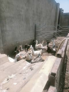 Ducks Egg Laying